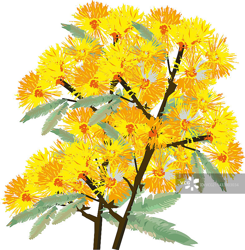 妇女节的象征：含羞草花图片素材