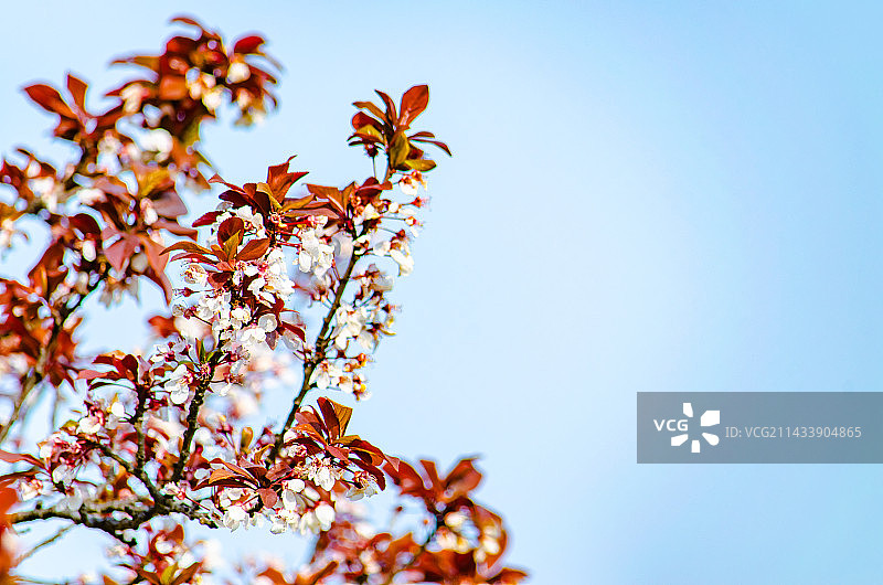 中国山东泰安龙泽湖公园里古老的御碑亭和前景盛开的一片紫叶李，户外白昼无人图像摄影图片素材