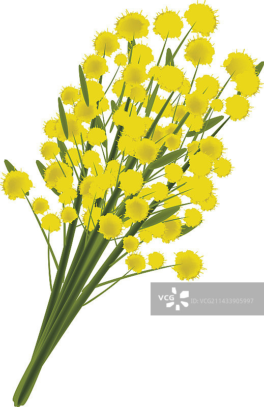 含羞草花，妇女节的象征图片素材