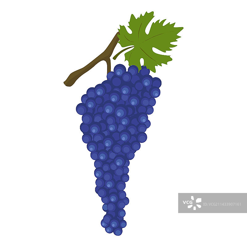 赤霞珠红酒葡萄品种图片素材