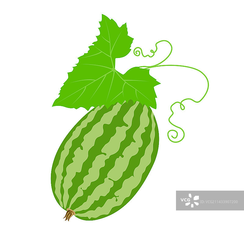 迷你黄瓜鼠瓜，已隔离图片素材
