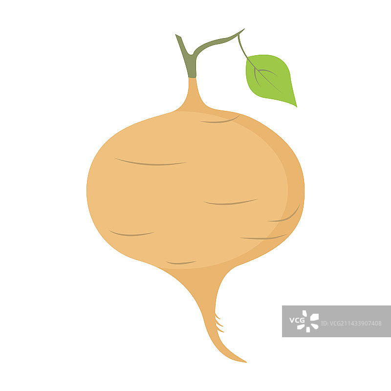 豆薯根，墨西哥芜菁或豆薯球茎根图片素材