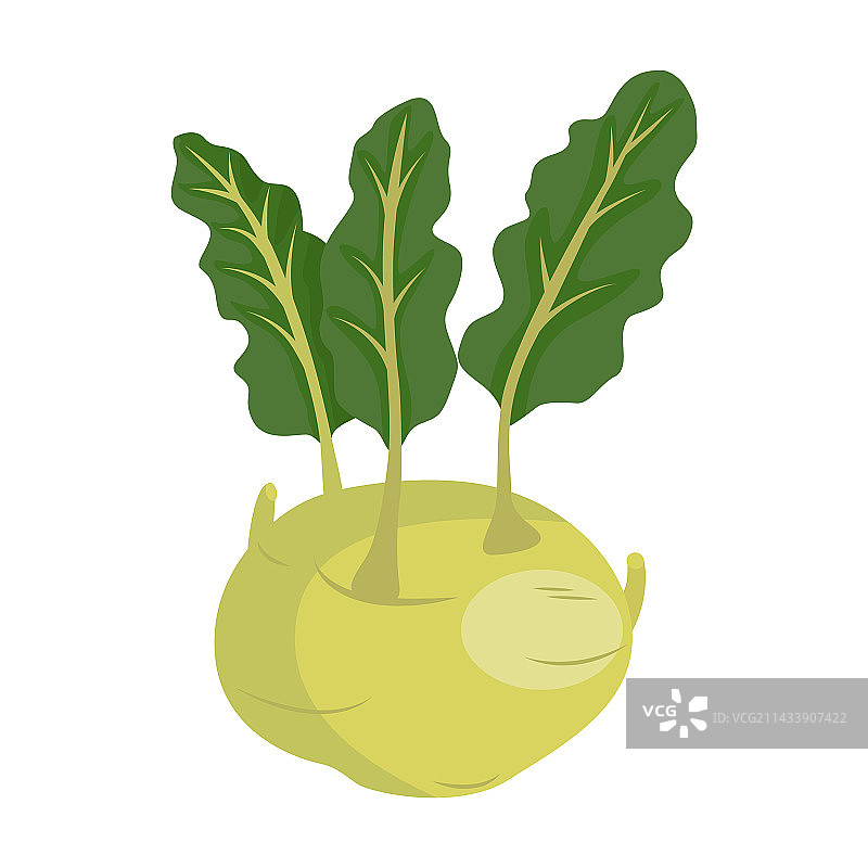 野生甘蓝的芜菁甘蓝二年生栽培品种图片素材