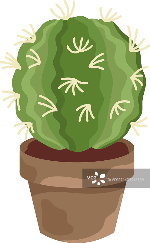 仙人掌盆栽的生长图片素材