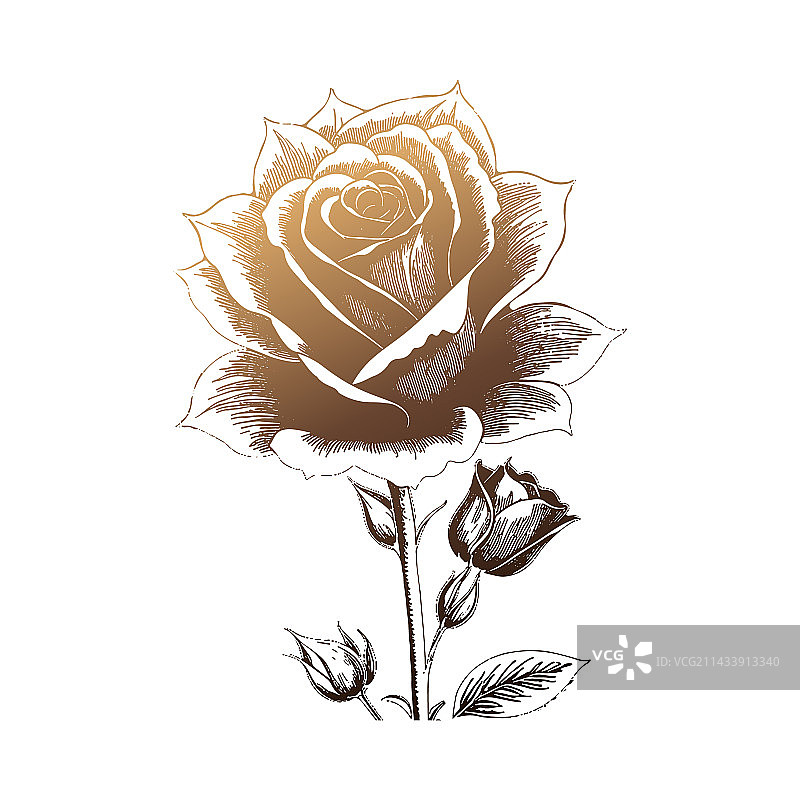 玫瑰花黑色剪影图片素材