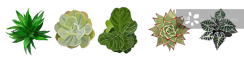 不同室内盆栽植物俯视图图片素材