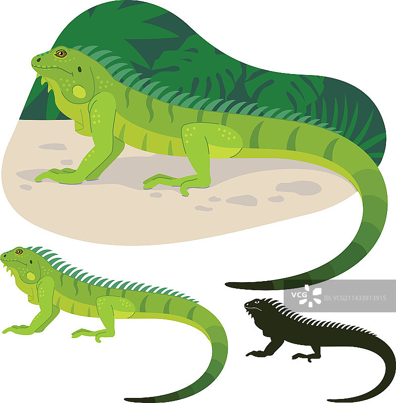 热带鬣蜥图片素材