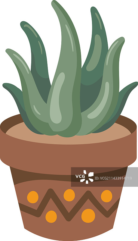 多肉盆栽图片素材