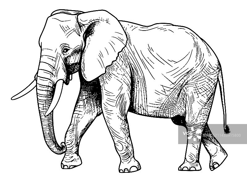大象行走手绘草图图片素材