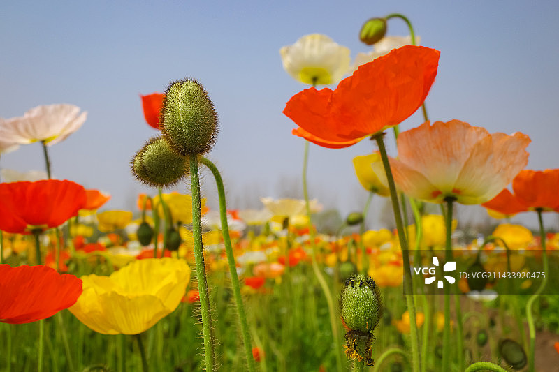 冰岛虞美人图片素材