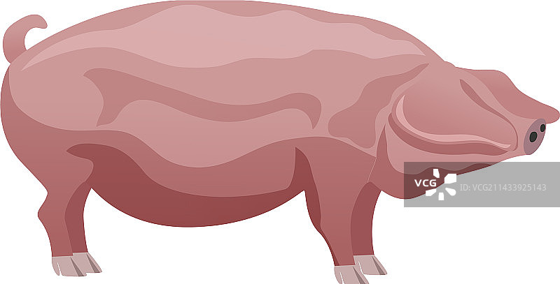 扁平风格的猪图片素材