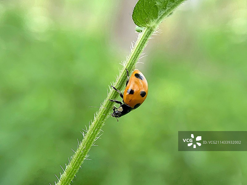 瓢虫图片素材