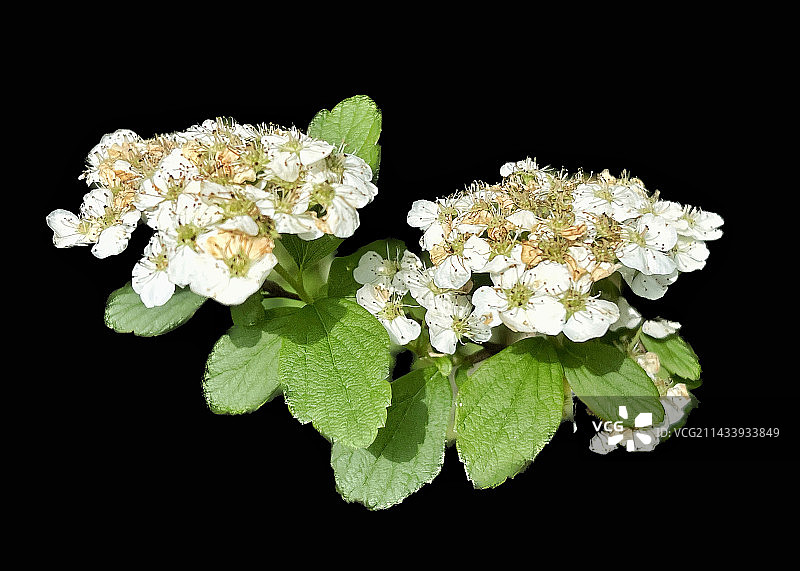 绣线菊图片素材