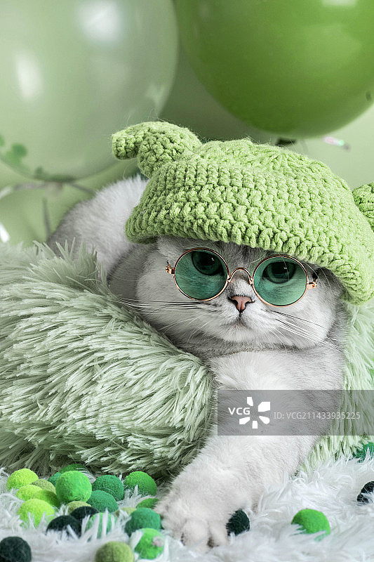 戴眼镜的白色可爱英短猫咪图片素材