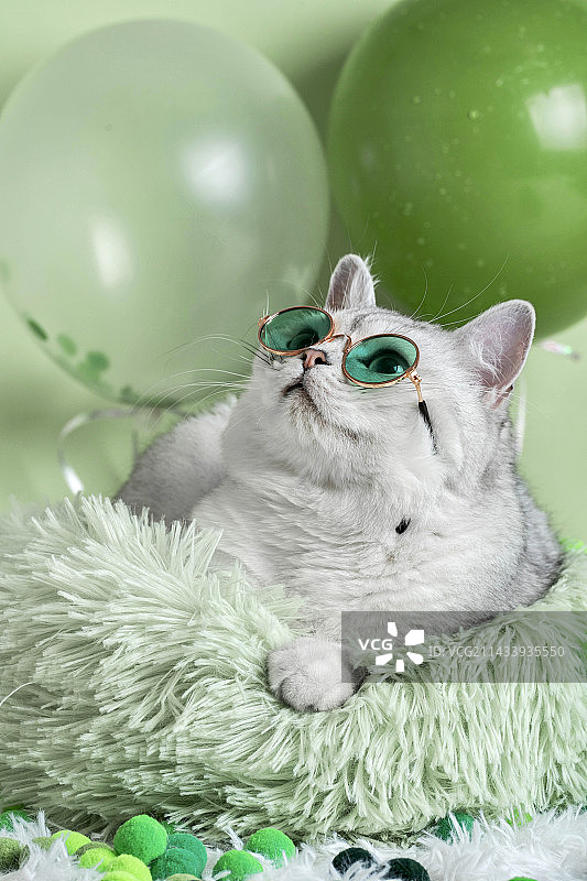 戴眼镜的白色可爱英短猫咪图片素材