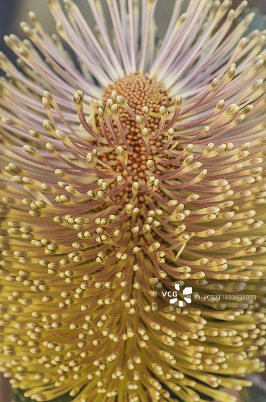 帝王花/菩提花/海神花图片素材