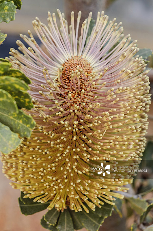 帝王花/菩提花/海神花图片素材
