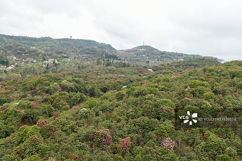 贵州省毕节市百里杜鹃景区风光图片素材
