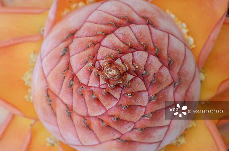 地涌金莲/千瓣莲花图片素材