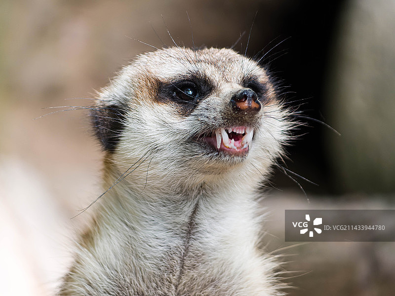 露出獠牙的细尾獴图片素材