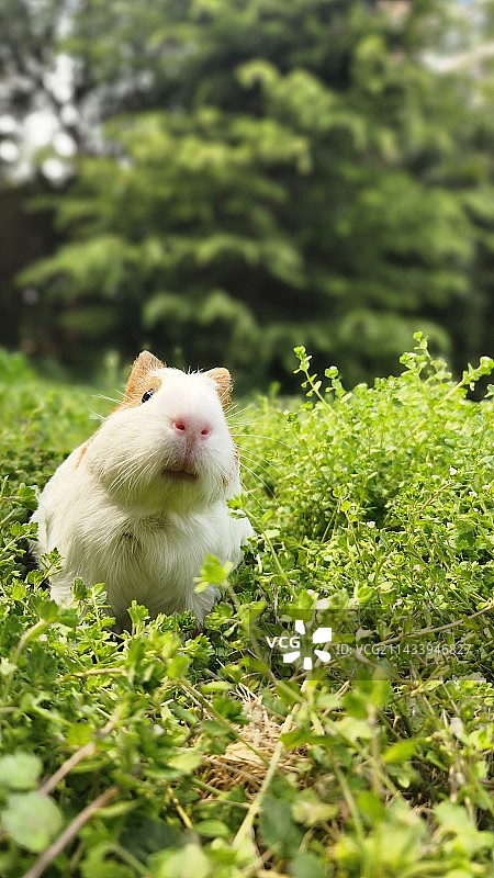 春游的猪猪～图片素材