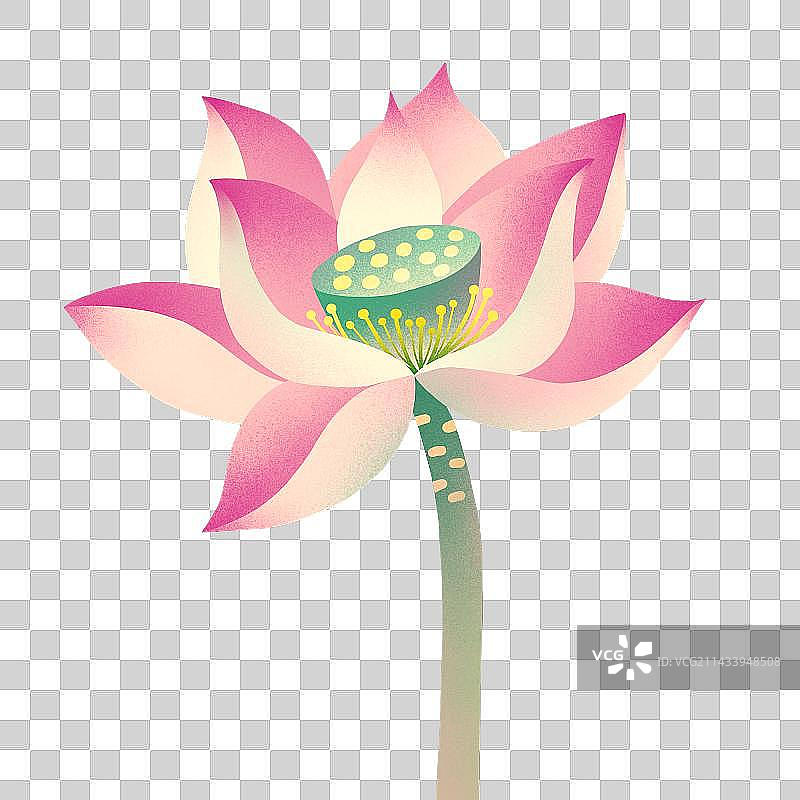 荷花盛开特写透明底图片素材
