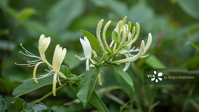 金银花图片素材