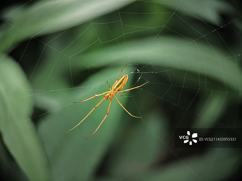 叶上蜘蛛特写镜头图片素材