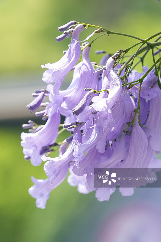 蓝花楹特写图片素材