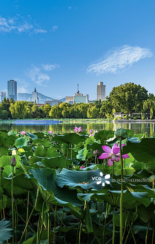 夏日清晨纯净天空蓝天白云绿树荷叶荷花背景映衬中的山东济南大明湖风景区自然景观与千佛山济南城市建筑风光图片素材