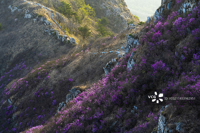 辽宁大连金普新区大黑山-杜鹃花开-映山红图片素材