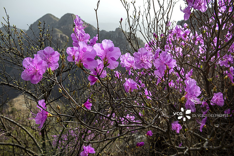 辽宁大连金普新区大黑山-杜鹃花开-映山红图片素材