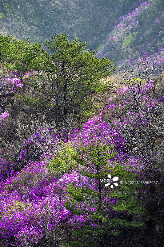 辽宁大连金普新区大黑山-杜鹃花开-映山红图片素材