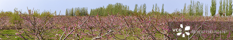 宁夏吴忠吴忠林场春天桃林图片素材