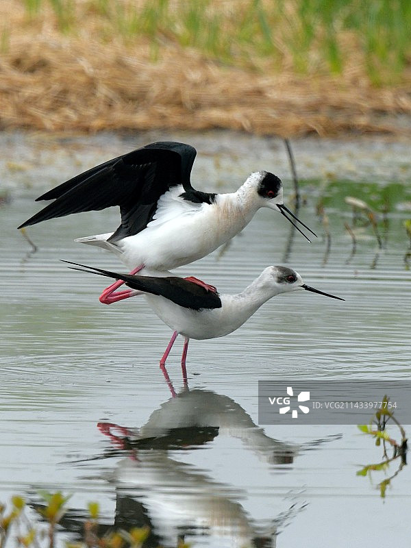 长脚鹬的爱情图片素材