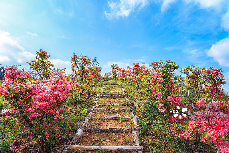 通往云端的杜鹃道 天台牧云谷杜鹃林图片素材