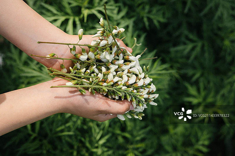 春天枝头的槐花图片素材