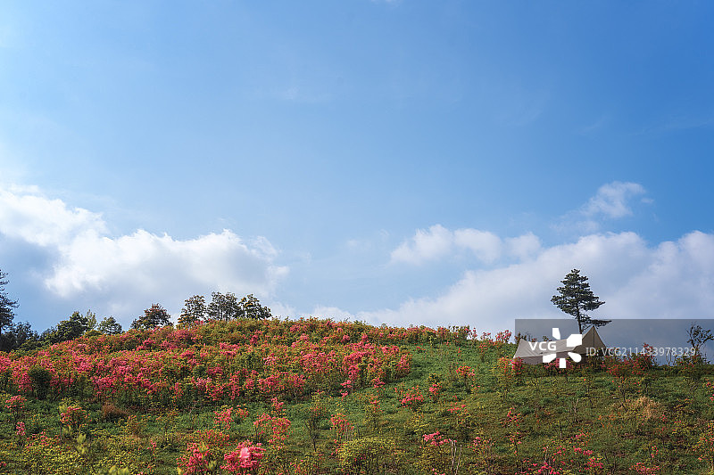 云上杜鹃林 天台牧云谷杜鹃林图片素材