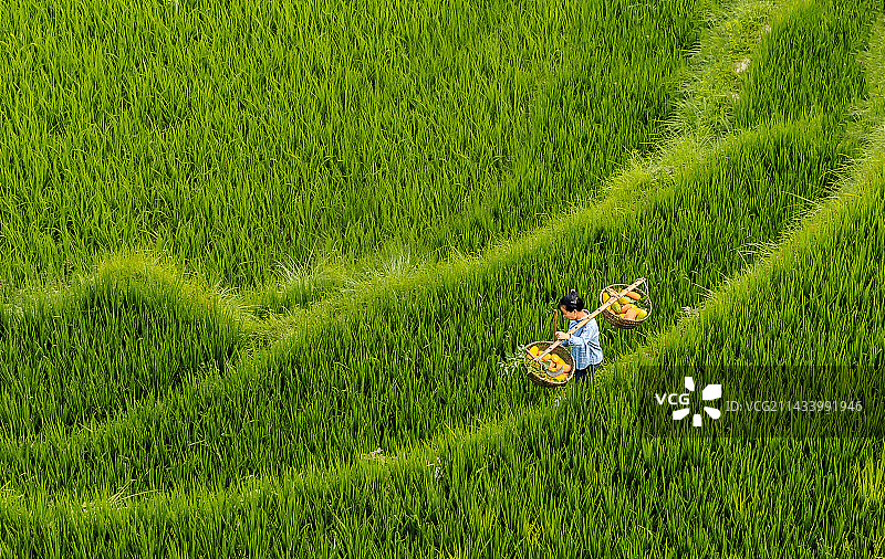 贵州省黔东南州从江县加榜乡加榜梯田从田间走过收工的农妇图片素材
