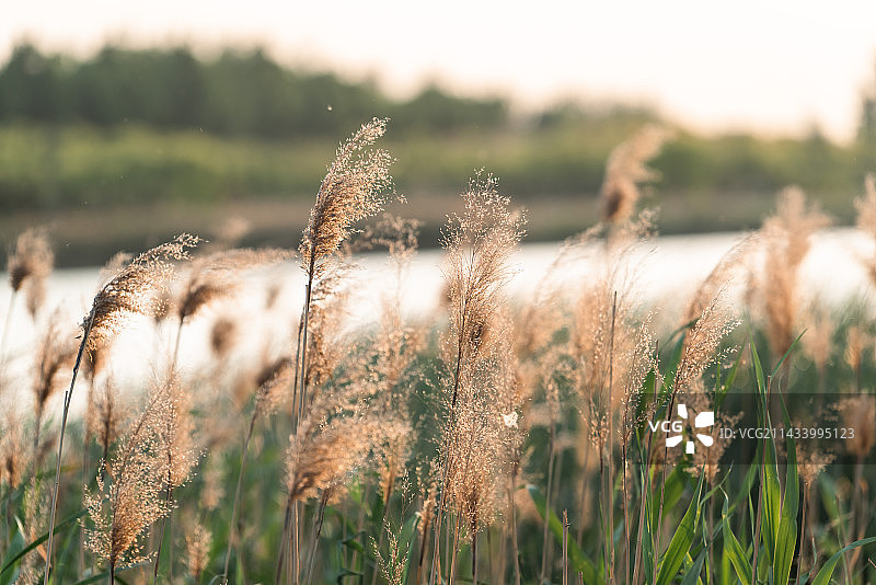 侧逆光河边芦苇特写镜头图片素材