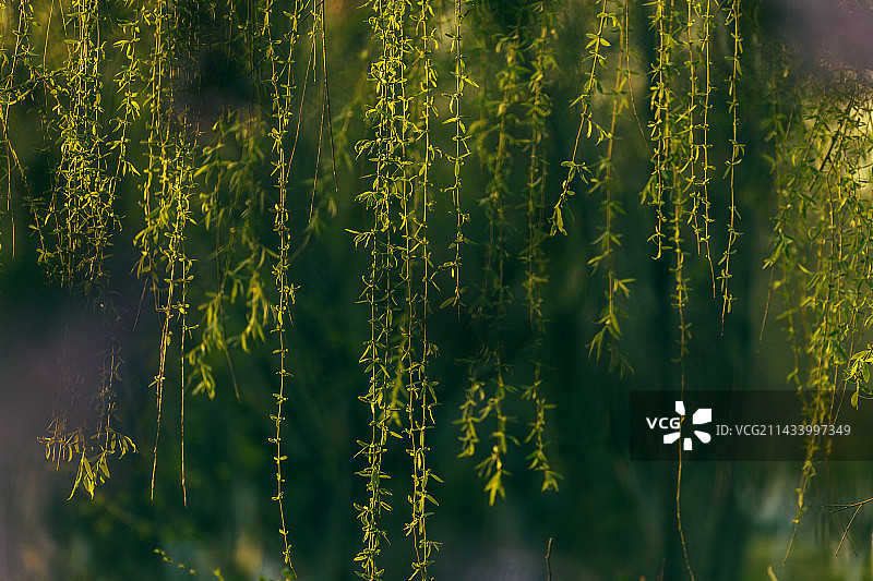 垂柳依依图片素材