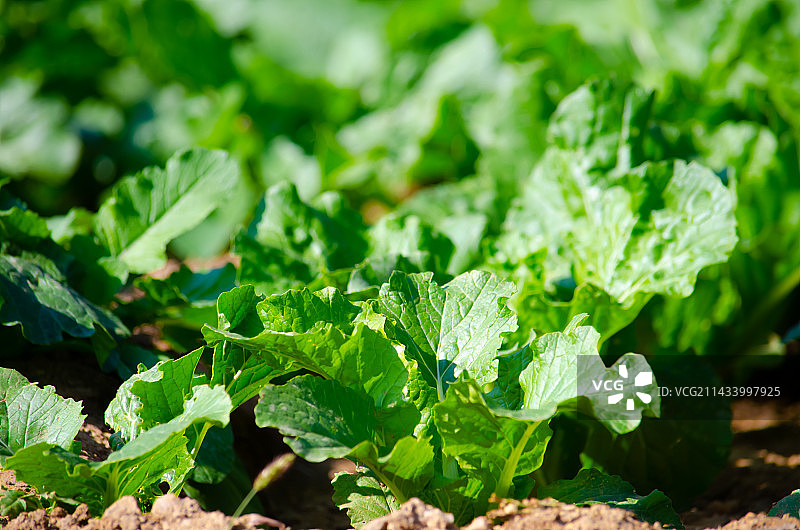 中国蔬菜拍摄主题，特写拍摄田地里的白菜叶子叶脉，户外白昼无人图像摄影图片素材