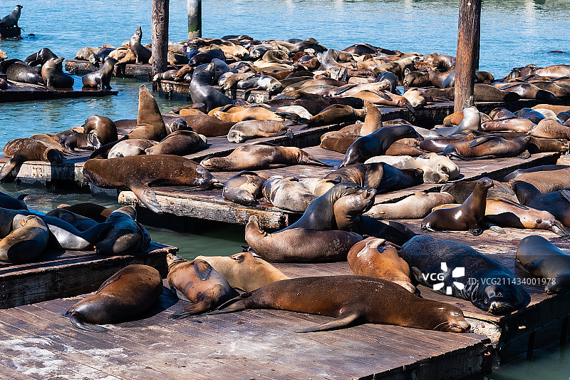 旧金山海湾的慵懒的海豹图片素材