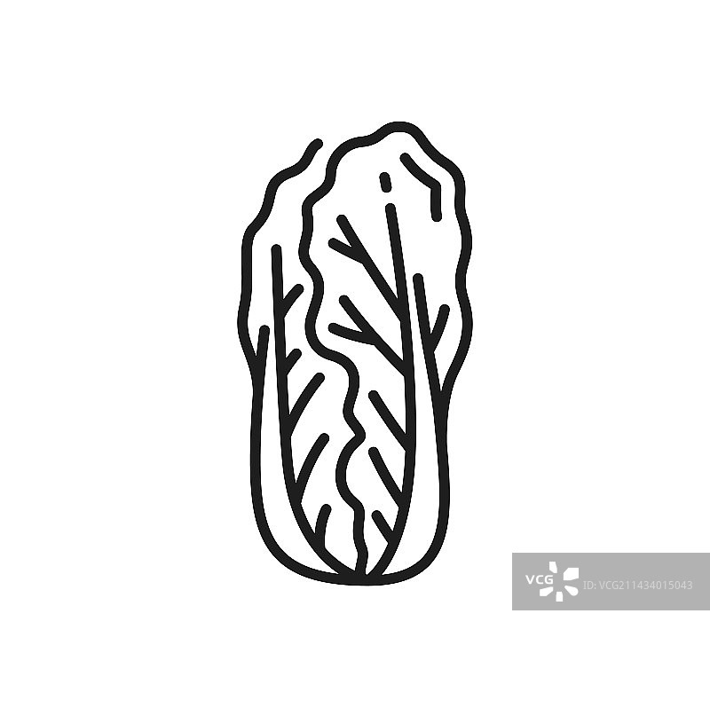罗马生菜、小白菜和白菜图片素材