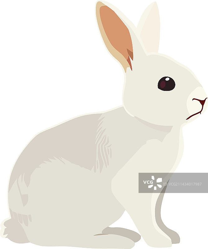 坐在大自然中的蓬松小兔子图片素材