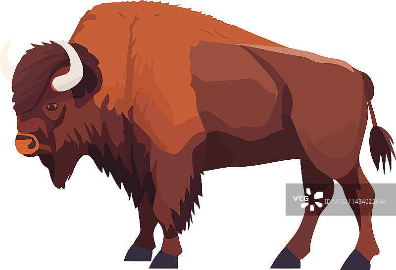 白色背景上的有角牛图片素材