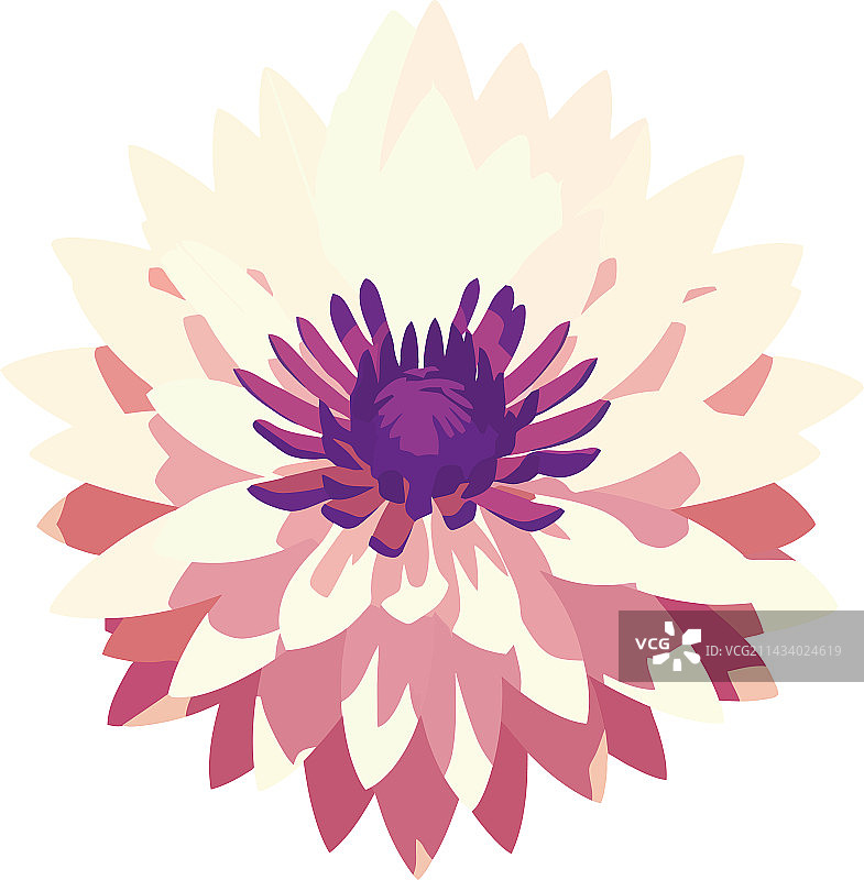 装饰自然的雏菊花图片素材