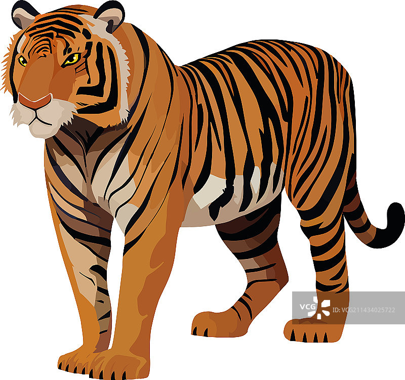 孟加拉虎在丛林中昂首阔步图片素材