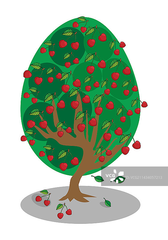 樱桃树上的成熟红樱桃图片素材