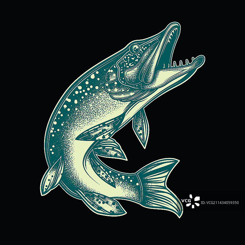 鱼梭子鱼图片素材